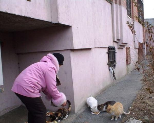 Кормление животных в подъездах